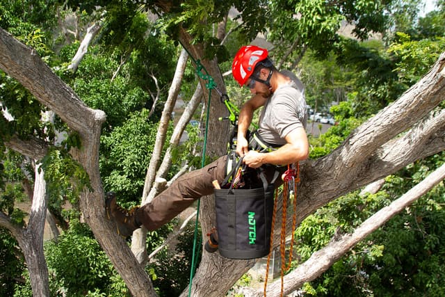 Tree Trimming & Removal