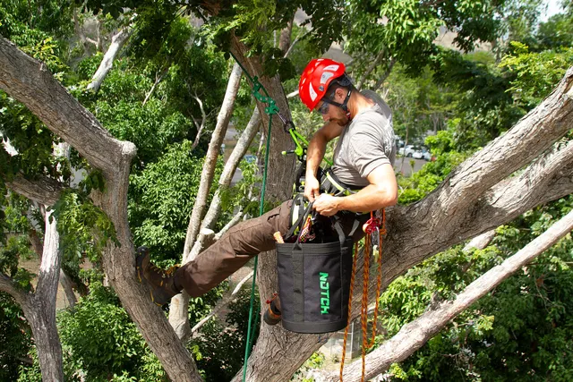 Crew pruning a mature shade tree over a residential lawn